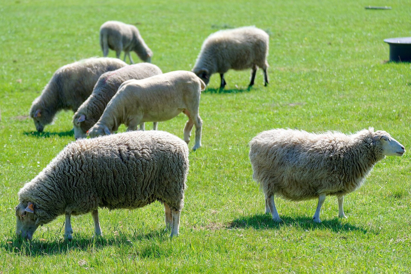 Healthy livestock supported by Vet Heal veterinary care