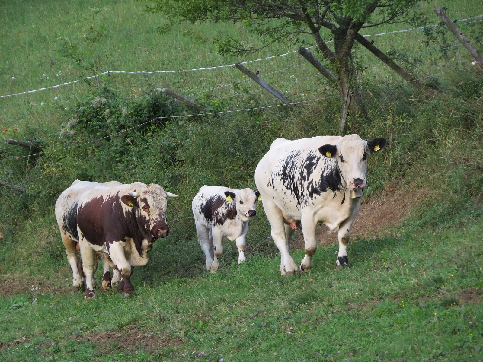 Healthy livestock supported by Vet Heal veterinary care