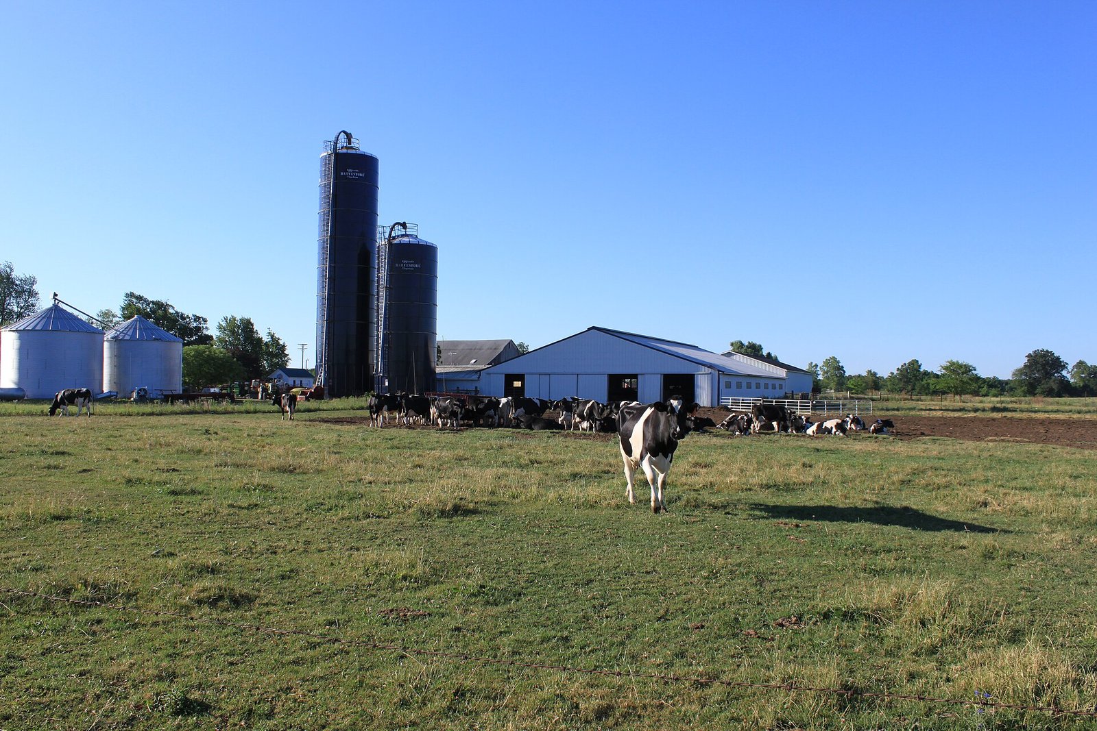 Dairy farm supplied by Vet Heal veterinary care